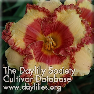 Daylily Easy on the Eyes